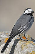 White Wagtail