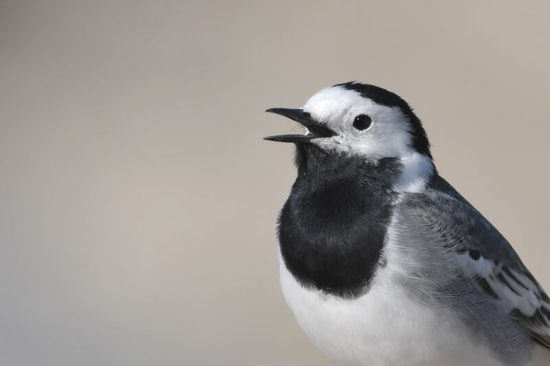 White Wagtailadult, close-up portrait