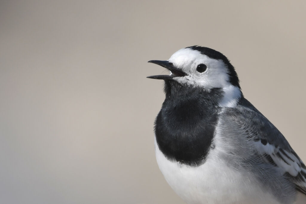 Bergeronnette griseadulte, portrait