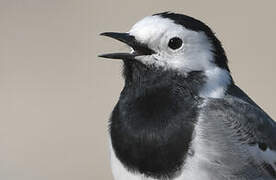 White Wagtail