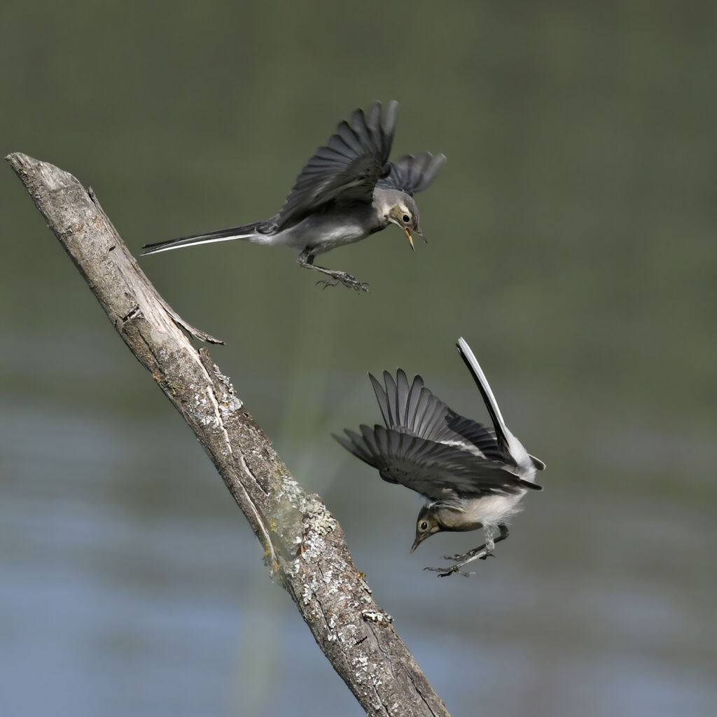 White Wagtailjuvenile, Behaviour