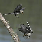 White Wagtail