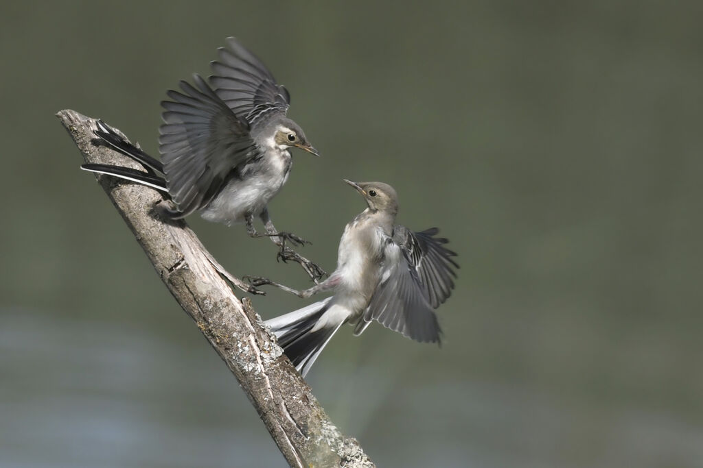 White Wagtailjuvenile