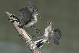 White Wagtail