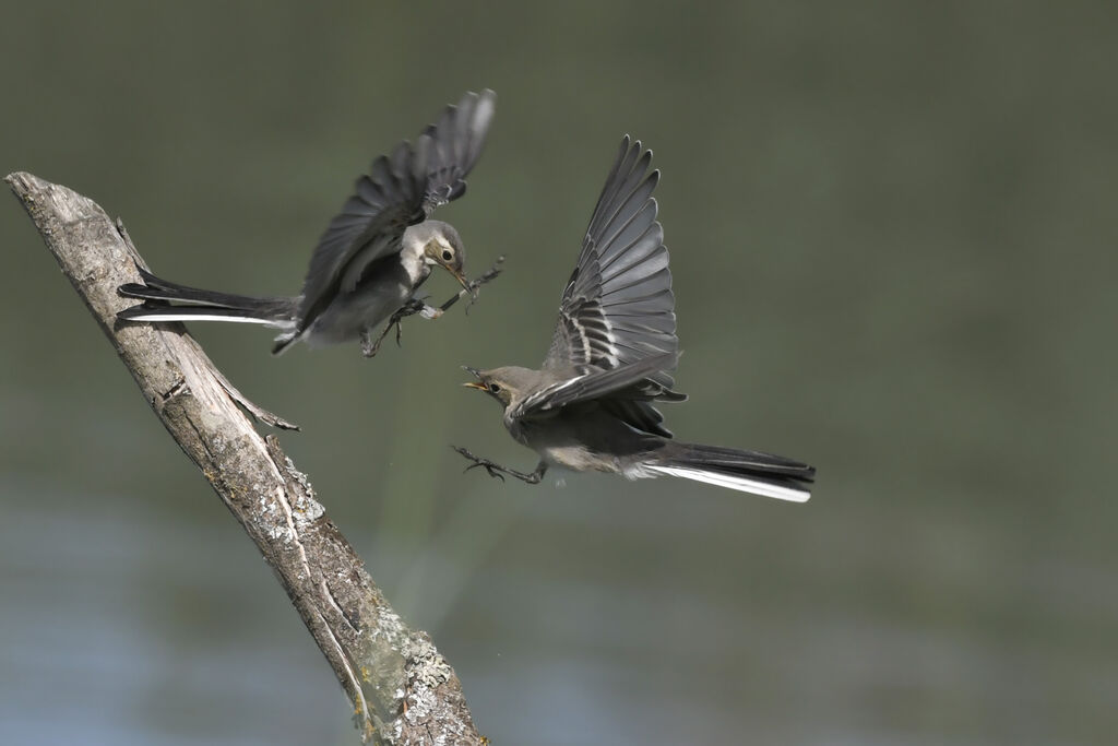 White Wagtail female juvenile