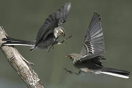 White Wagtail