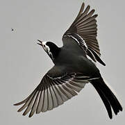 White Wagtail