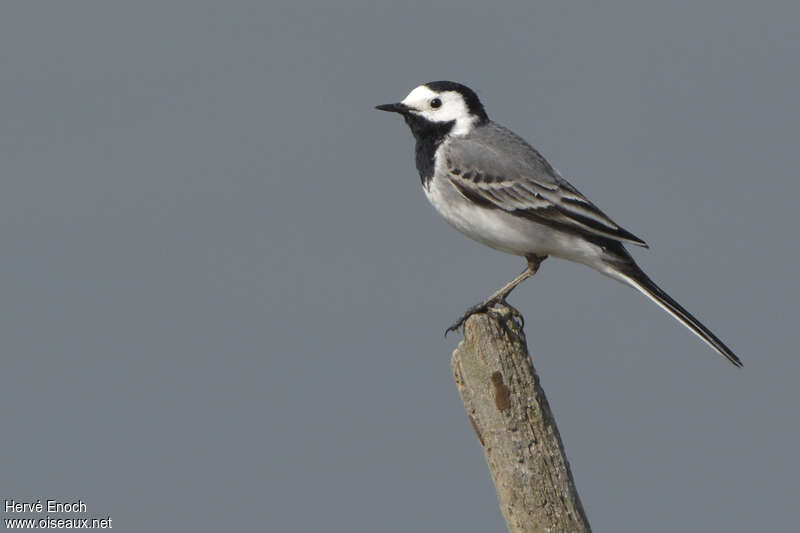 Femelle (à gauche) et mâle (à droite) en plumage nuptial. On note