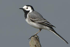 White Wagtail