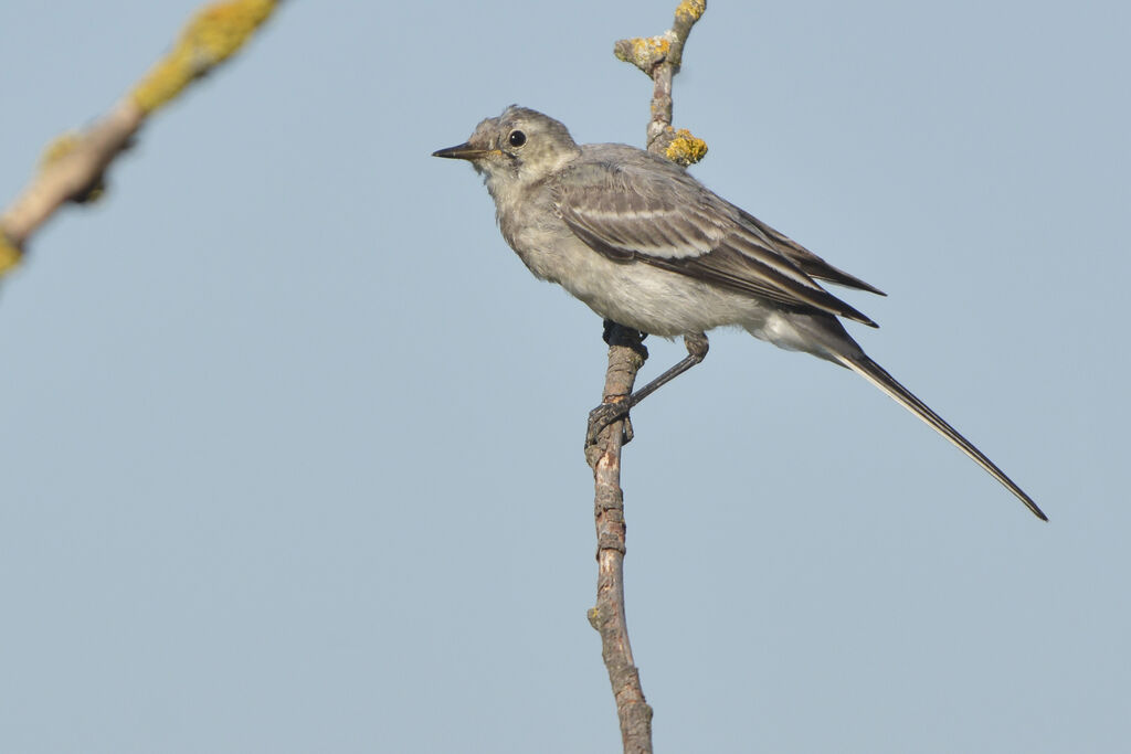 White Wagtailjuvenile