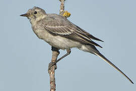 White Wagtail