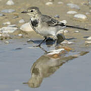 White Wagtail