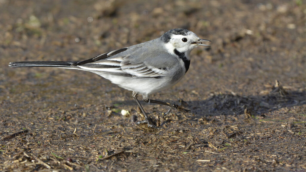 White Wagtail