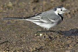 White Wagtail