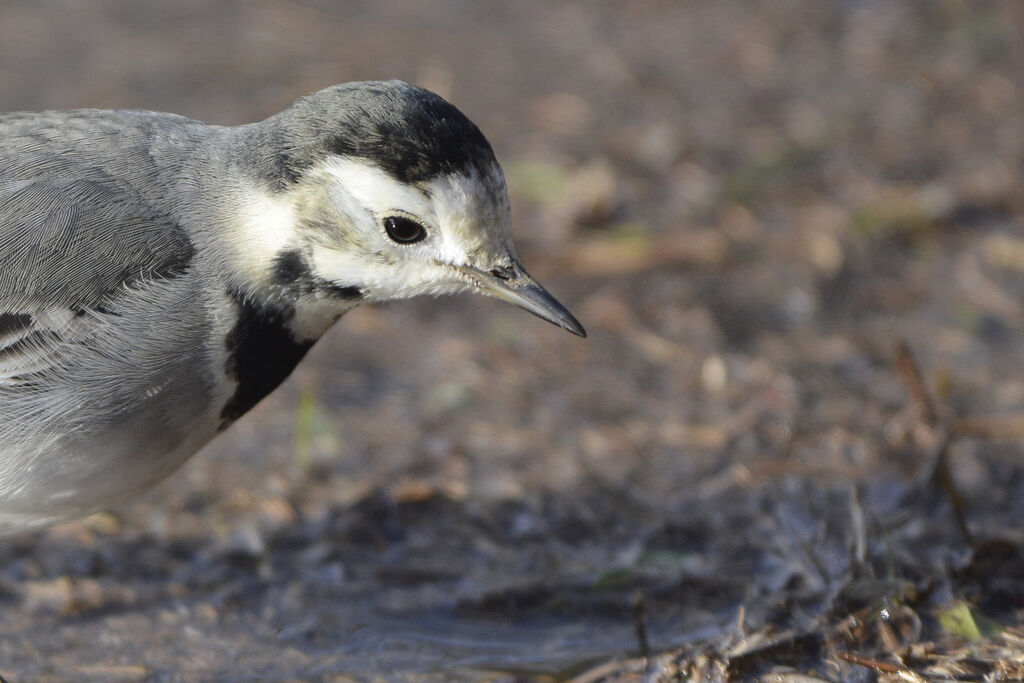 White Wagtail