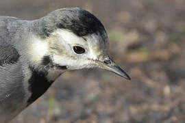 White Wagtail