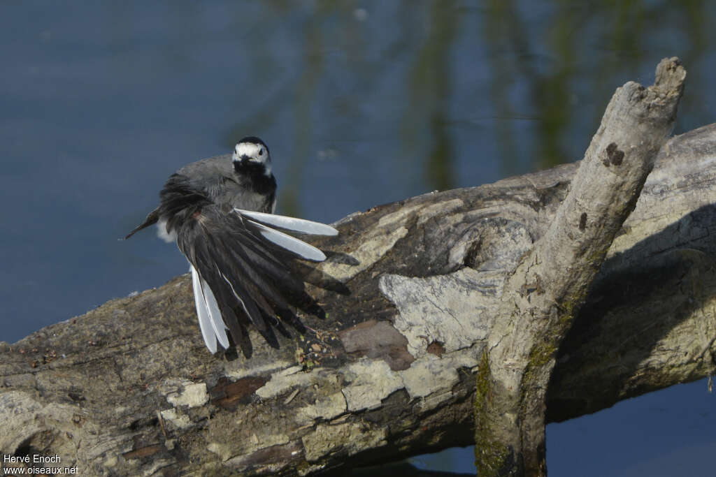 White Wagtailadult breeding, aspect, pigmentation