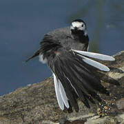 White Wagtail