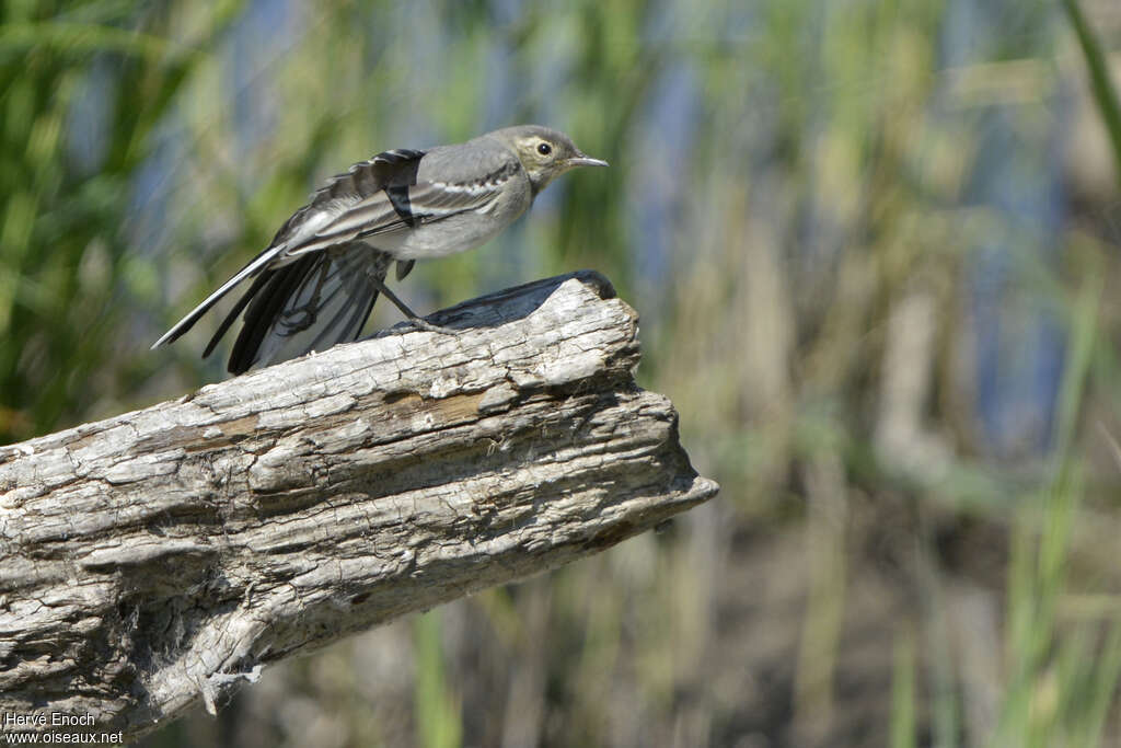 White Wagtailjuvenile