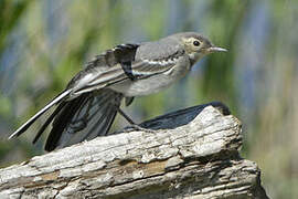 White Wagtail