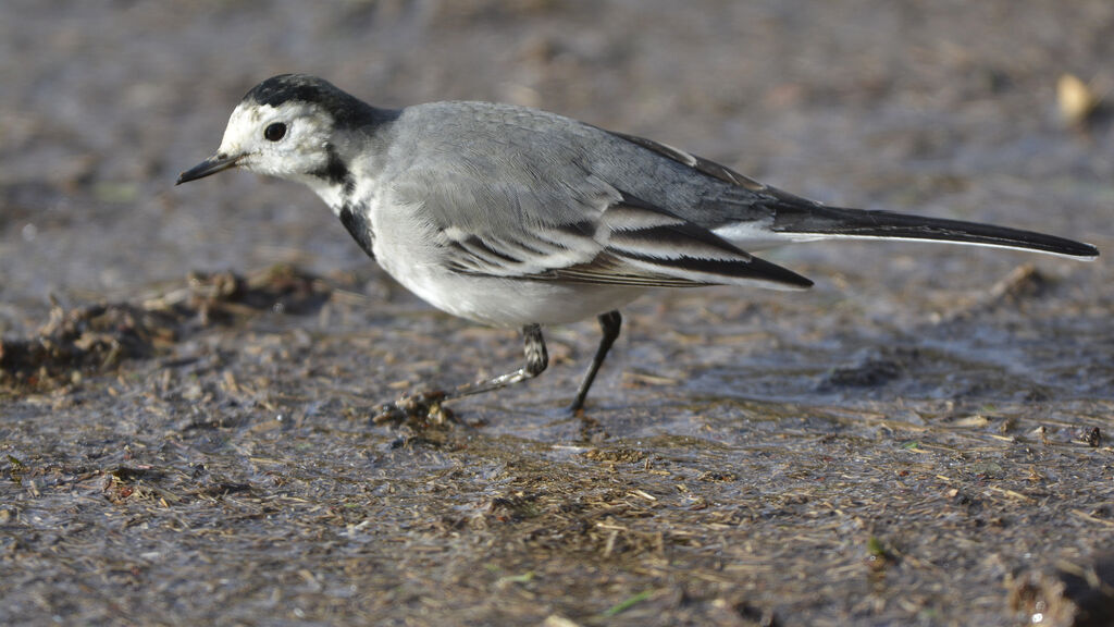 White Wagtail