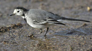 White Wagtail