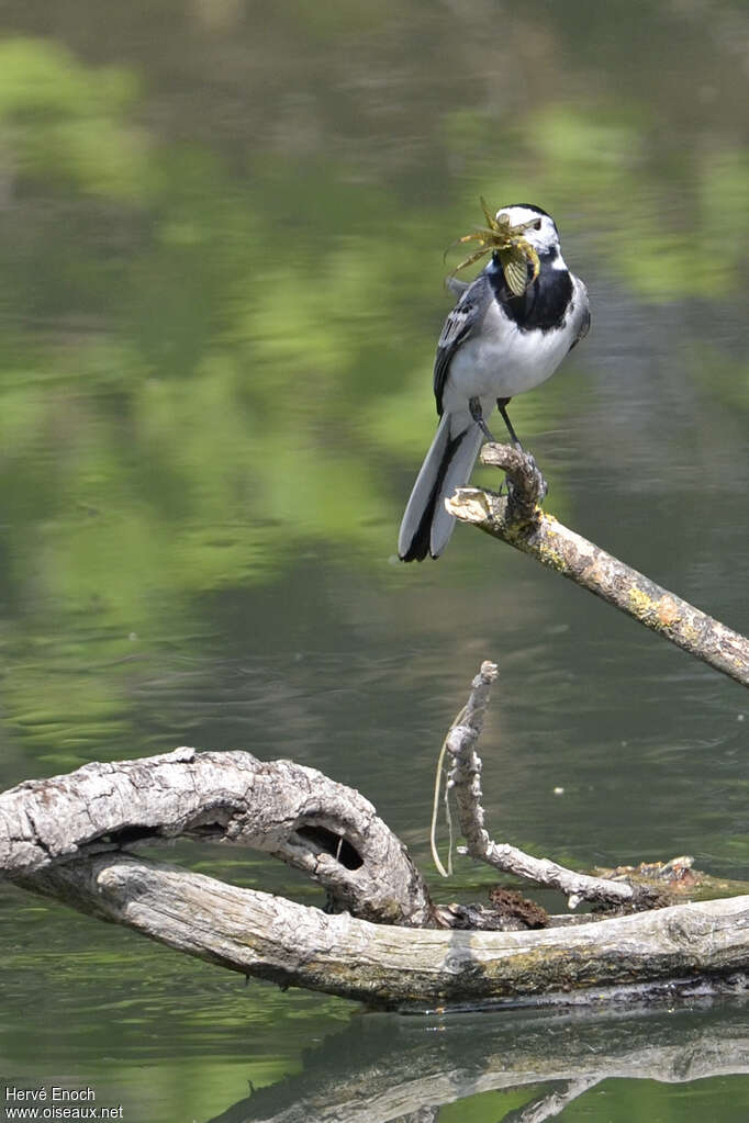 White Wagtailadult, feeding habits, Behaviour