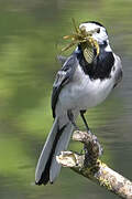 White Wagtail