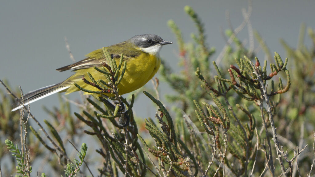 Western Yellow Wagtail (iberiae)