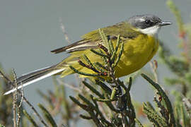 Western Yellow Wagtail (iberiae)