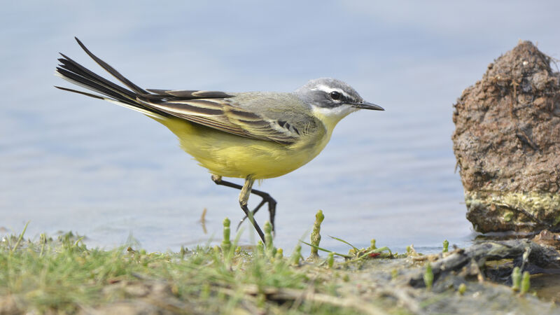 Western Yellow Wagtail (iberiae) male adult, identification