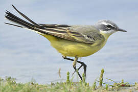 Western Yellow Wagtail (iberiae)