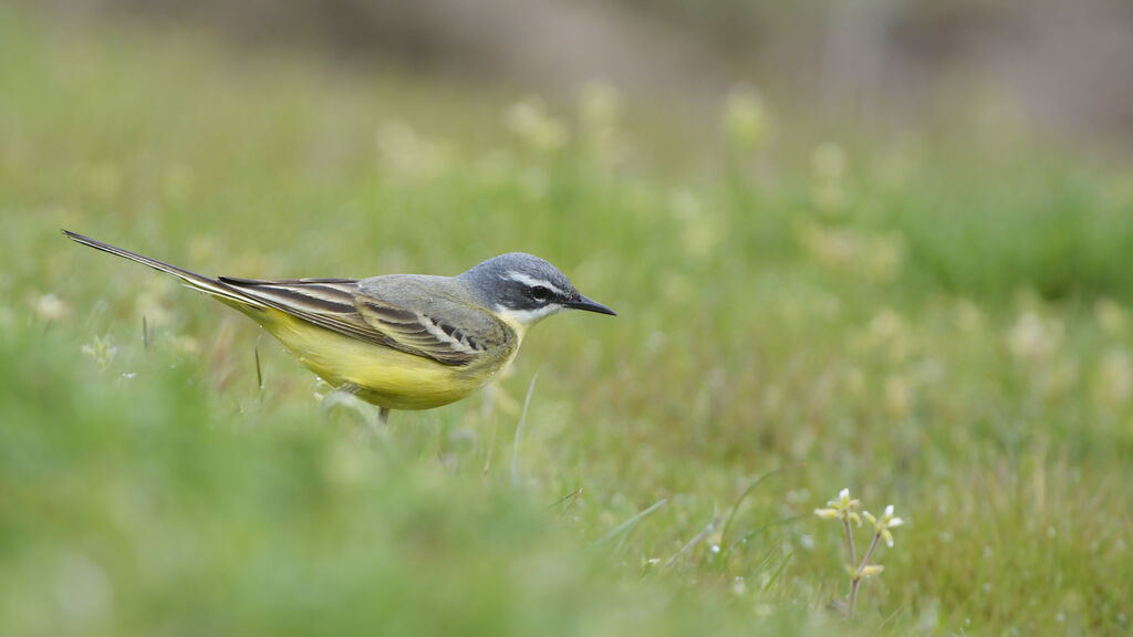 Western Yellow Wagtail (iberiae) male adult breeding, identification