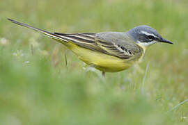 Western Yellow Wagtail (iberiae)