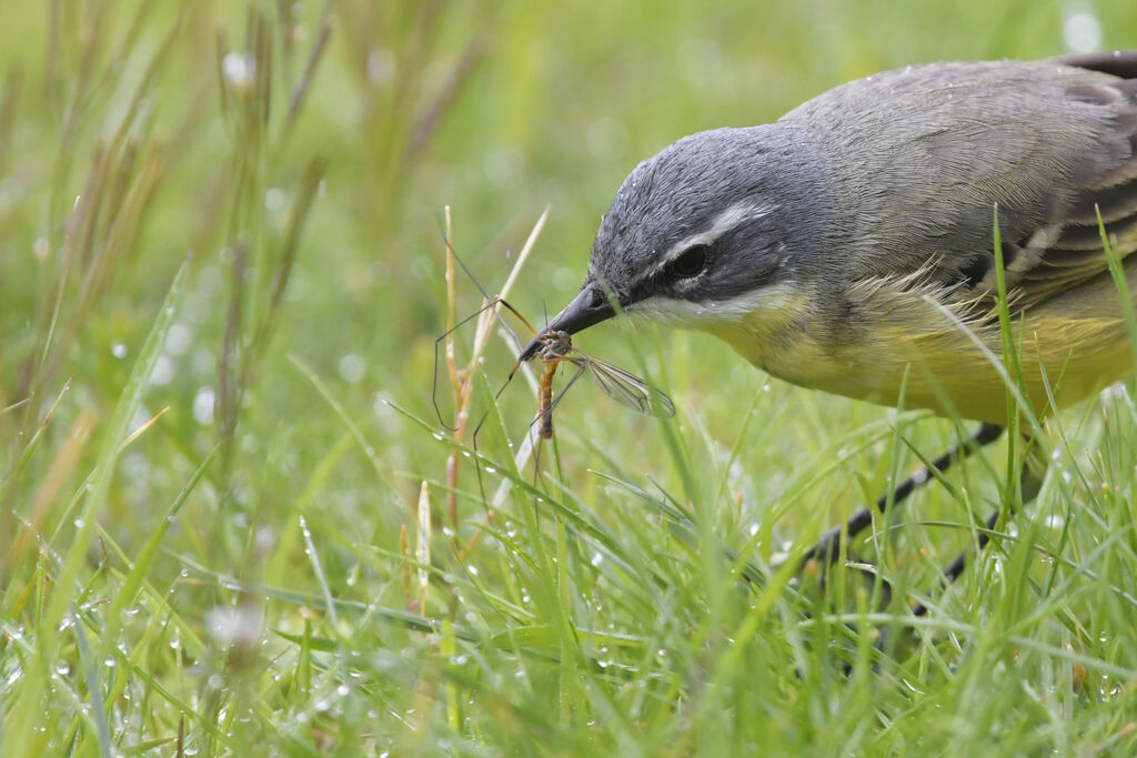 Western Yellow Wagtail (iberiae) male, close-up portrait, feeding habits