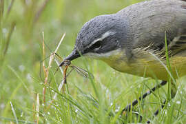 Western Yellow Wagtail (iberiae)