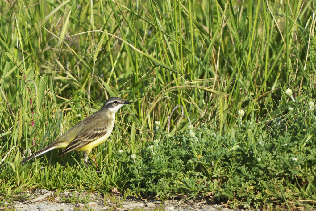 Western Yellow Wagtail