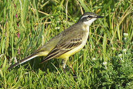 Western Yellow Wagtail