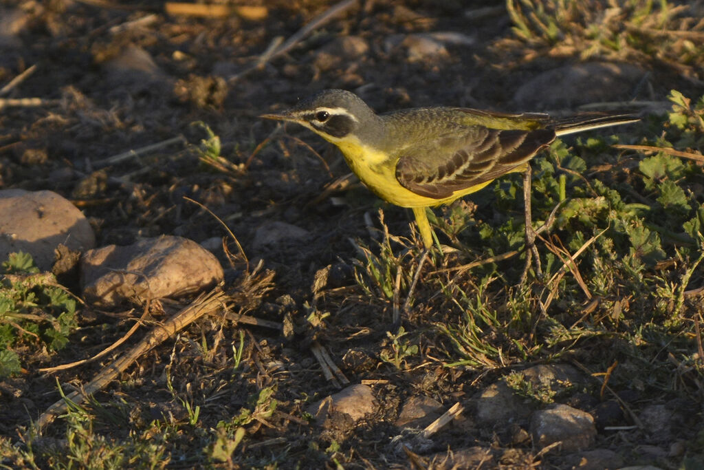 Western Yellow Wagtail male adult breeding, identification