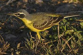 Western Yellow Wagtail