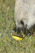 Western Yellow Wagtail