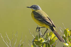 Western Yellow Wagtail