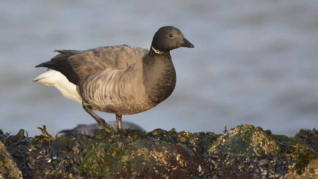 Brant Gooseadult, identification