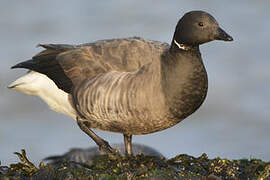 Brant Goose