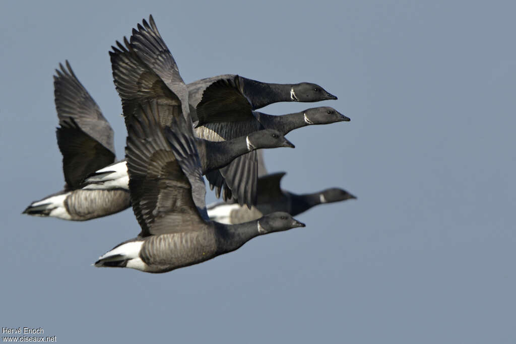 Brant Gooseadult, Flight