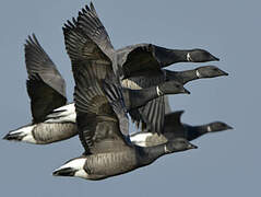 Brant Goose