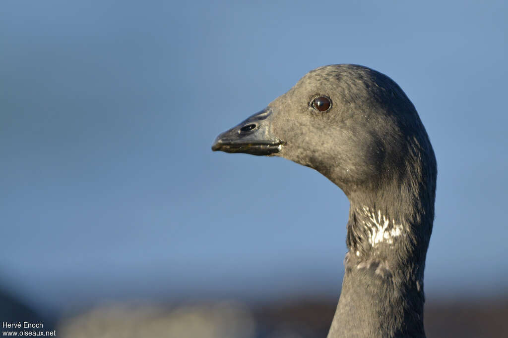 Brant Goose, close-up portrait