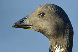 Brant Goose