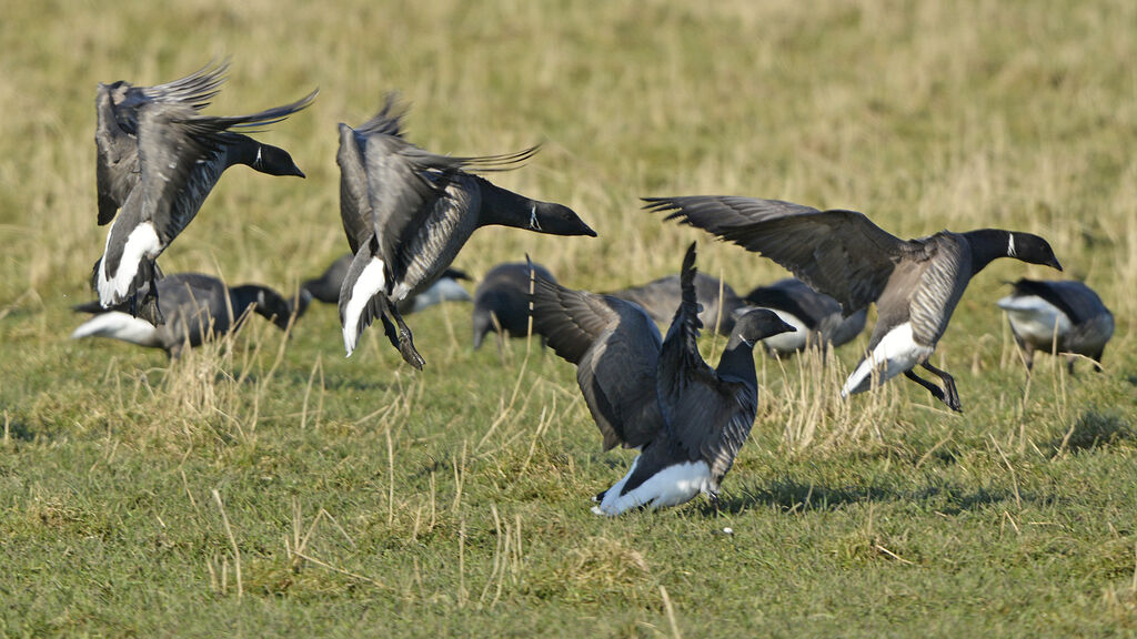 Brant Gooseadult, Flight