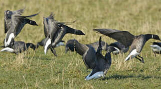 Brant Goose